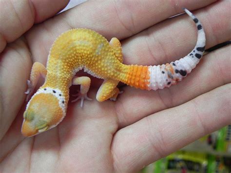 However, all of the geckos from Leopard Gecko.com are from the Tremper collection. Breeder profile and credibility: Between the current and previous owner, …
